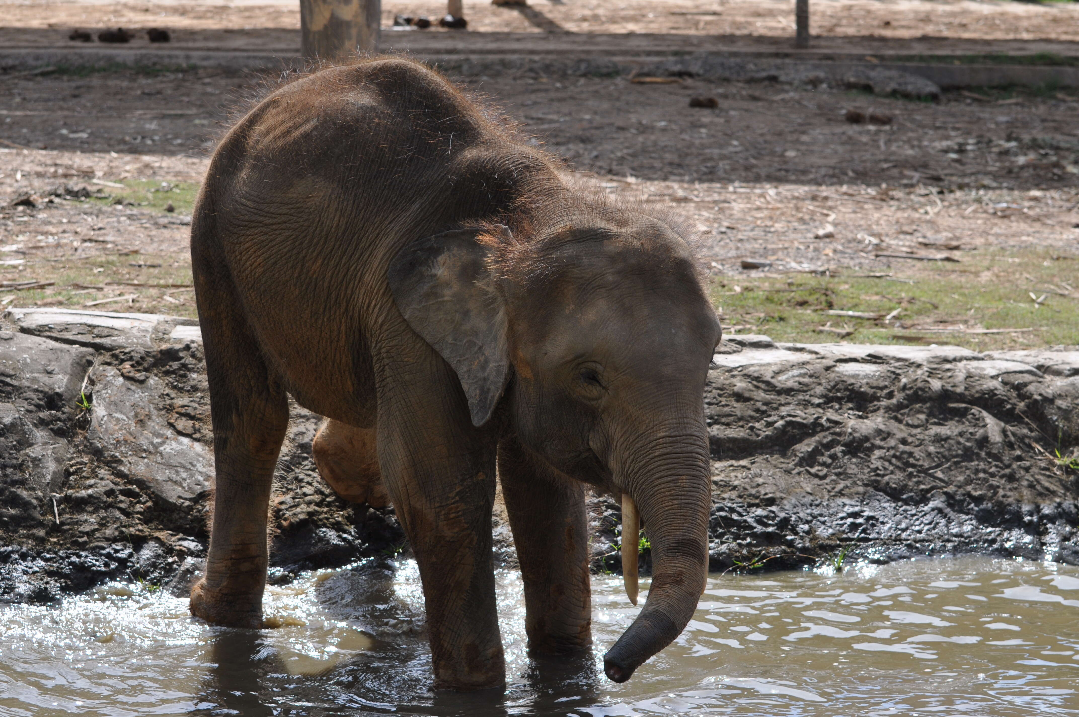 Image of Borneo elephant