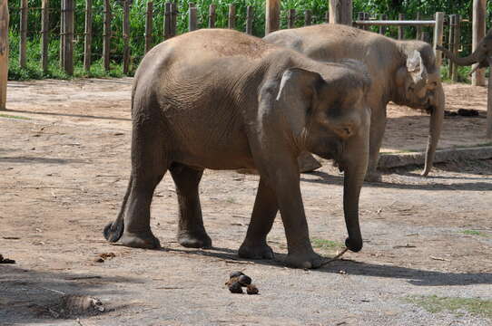 Image of Borneo elephant