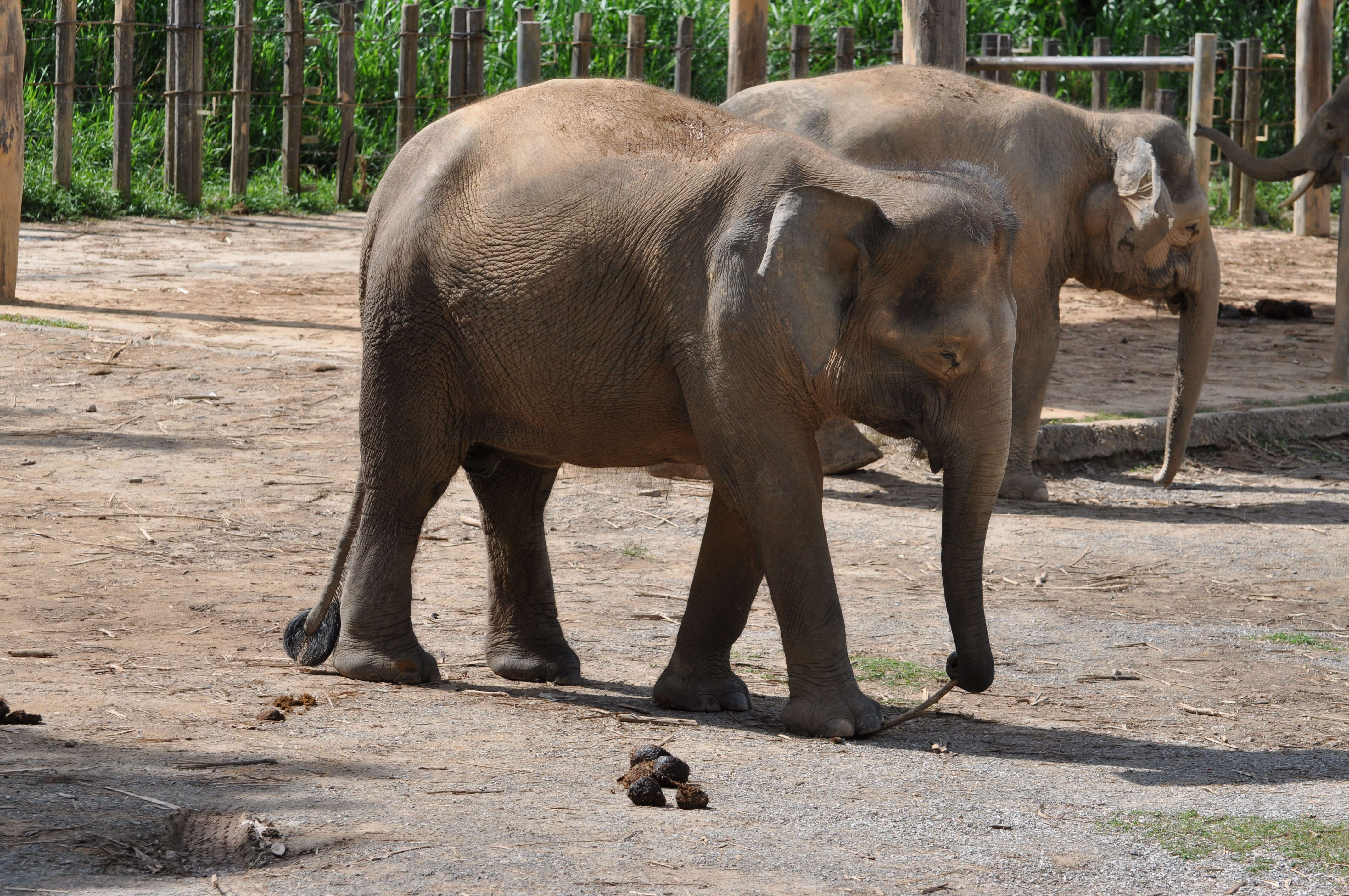 Image of Borneo elephant