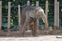 Image of Borneo elephant