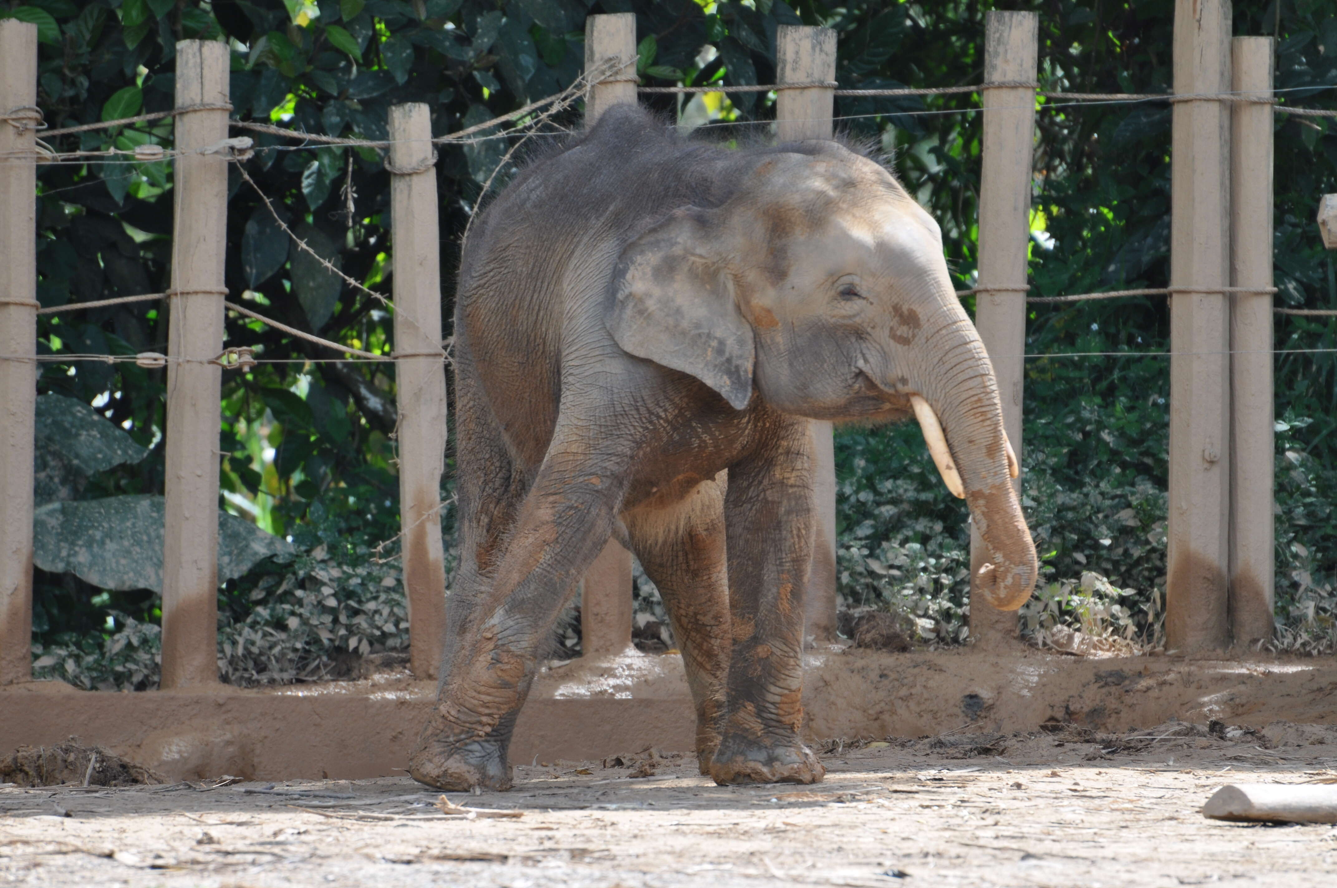 Plancia ëd Elephas maximus borneensis