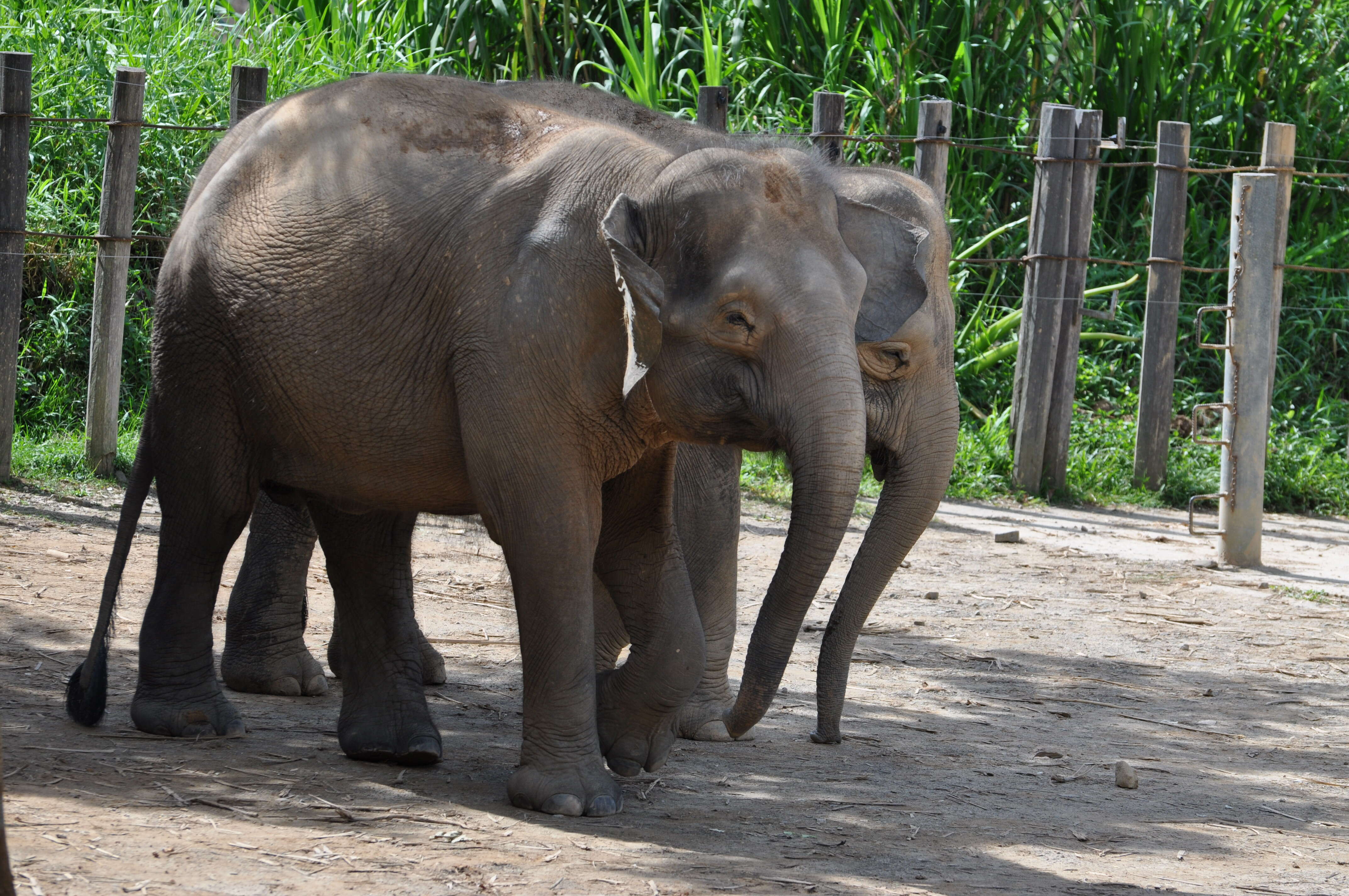 Image of Borneo elephant