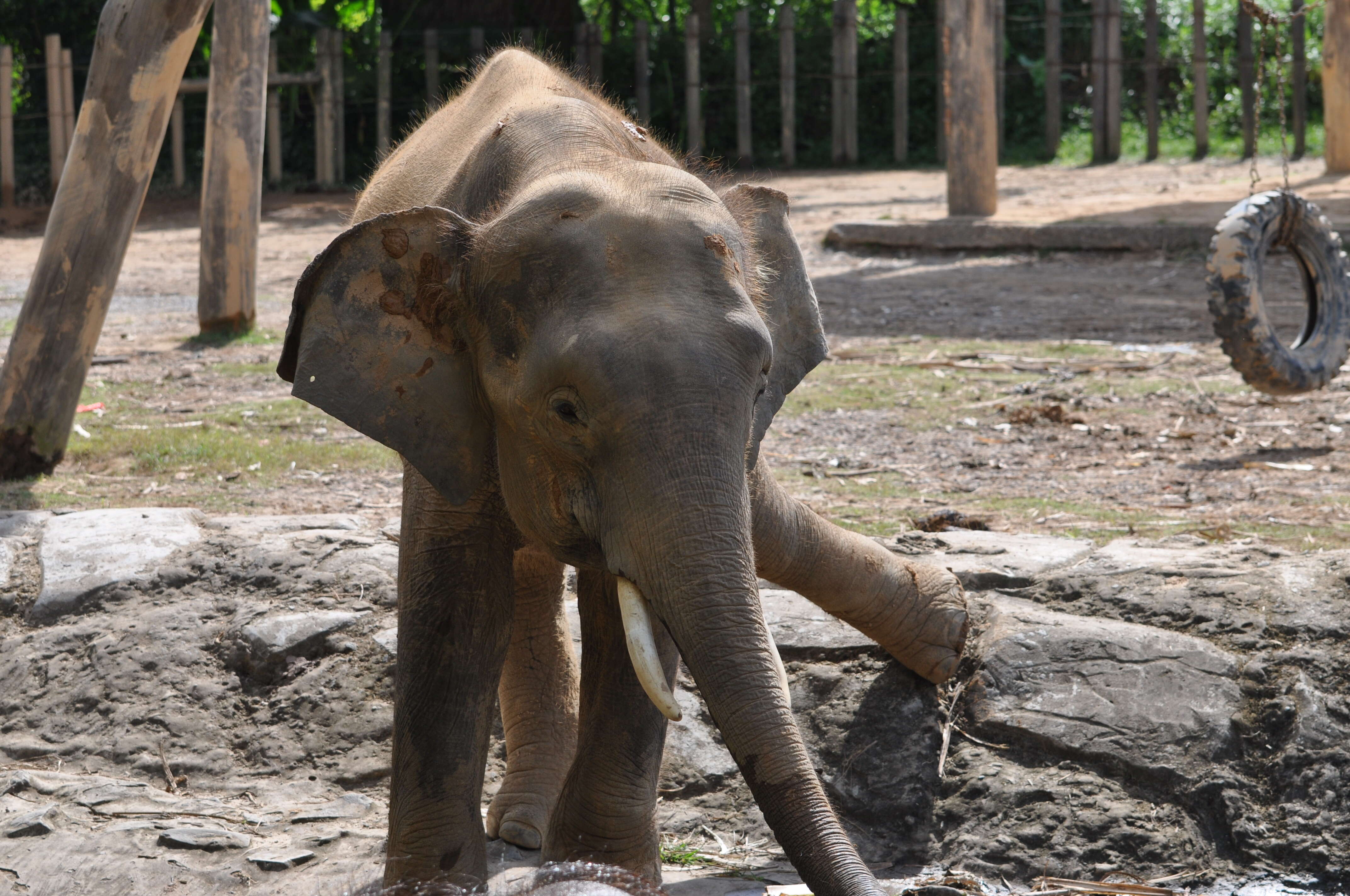 Image of Borneo elephant