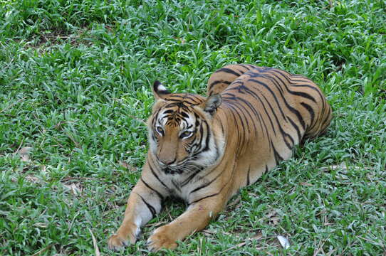 Sumatra kaplanı resmi