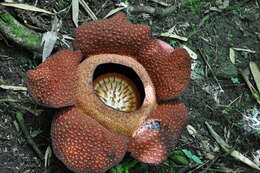 Image of Rafflesia