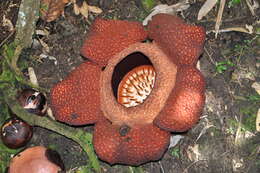 Image de Rafflesia