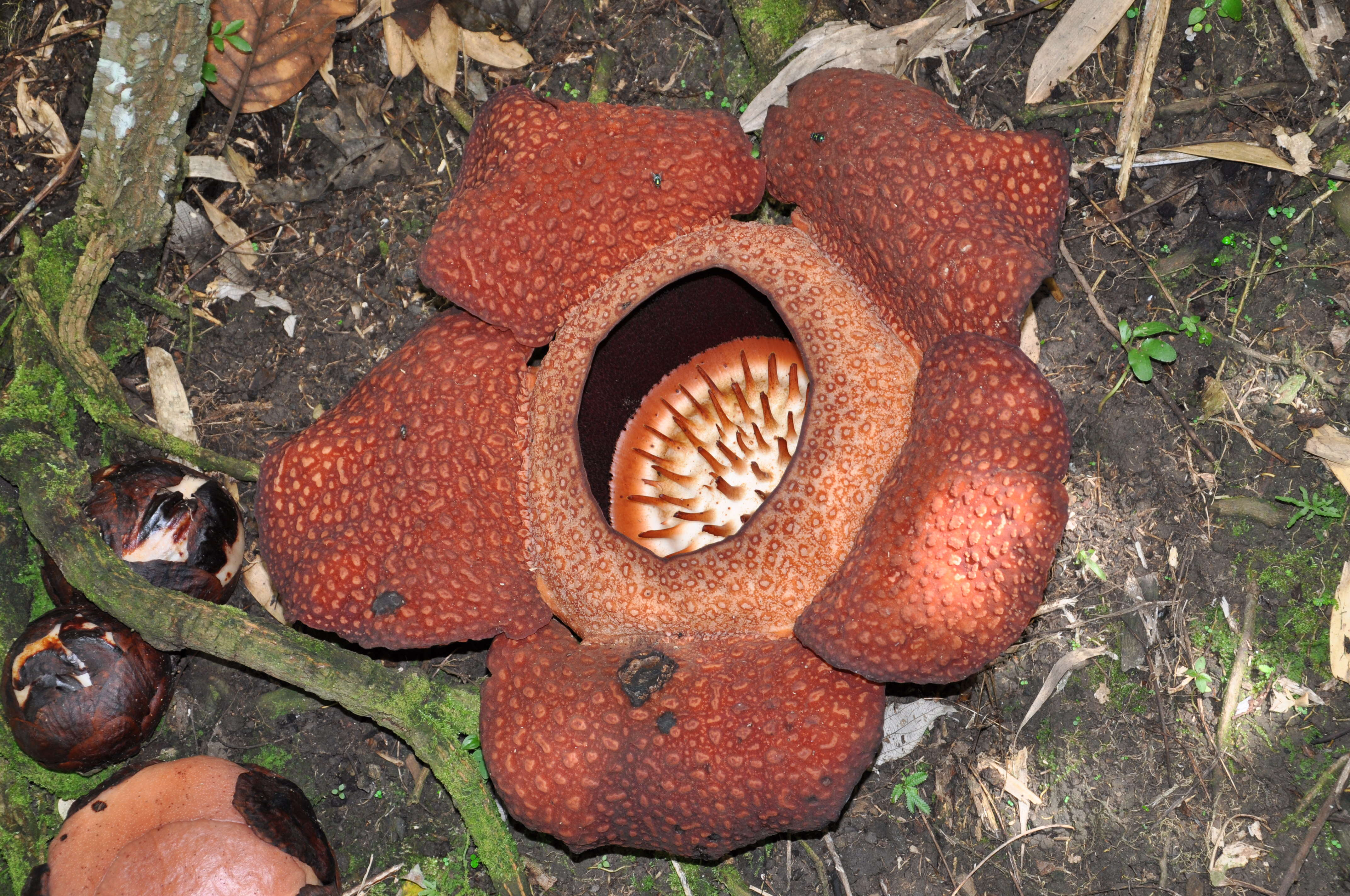 Image of Rafflesia