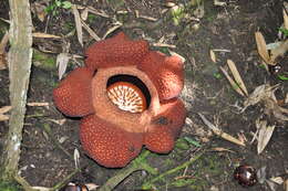 Image of Rafflesia
