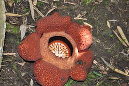 Image de Rafflesia