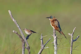 Image of Cape Sparrow