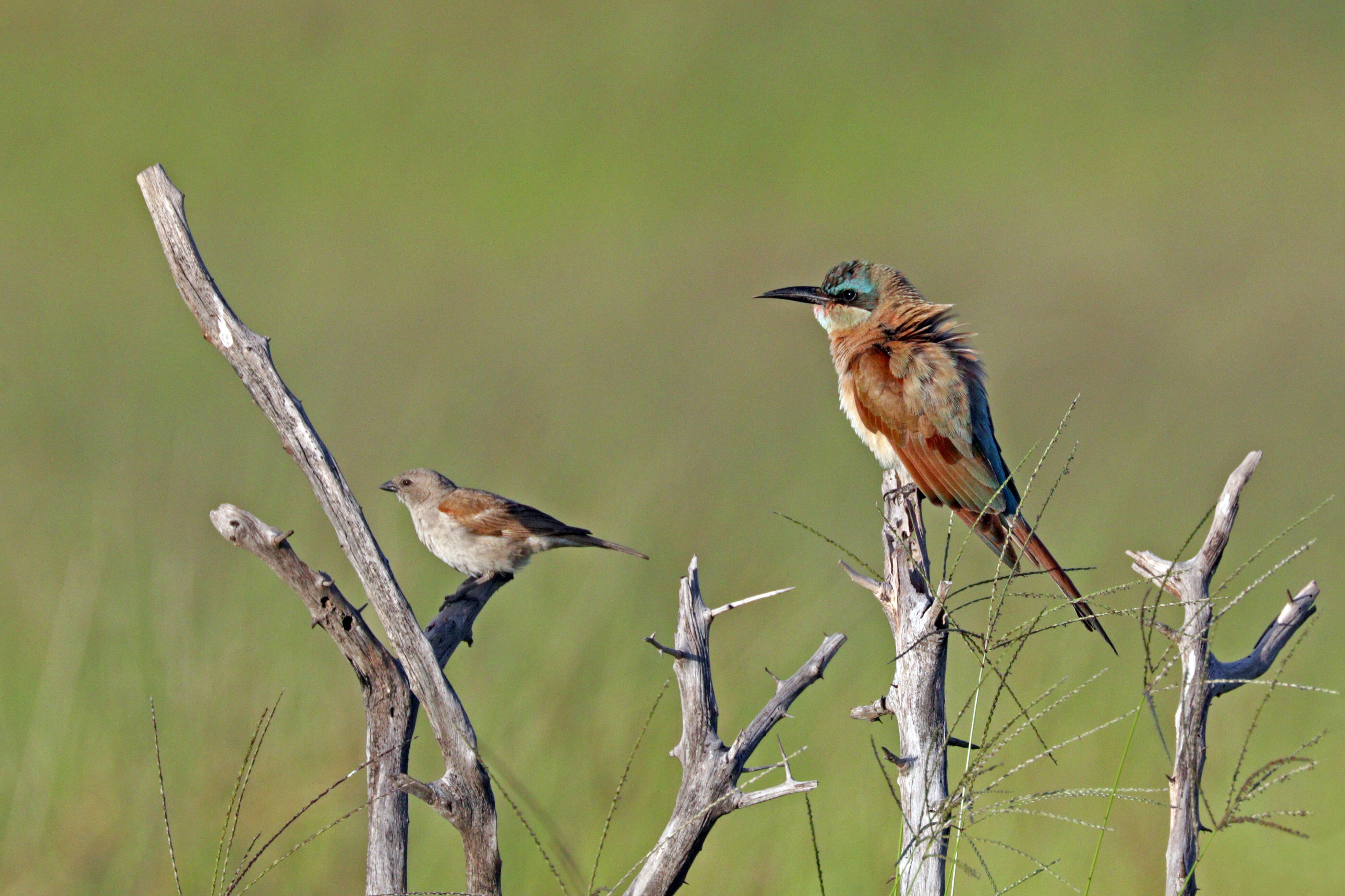 Image of Cape Sparrow