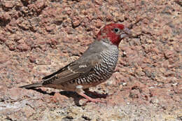 Image of Red-headed Finch