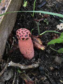 Image of Clathrus ruber P. Micheli ex Pers. 1801