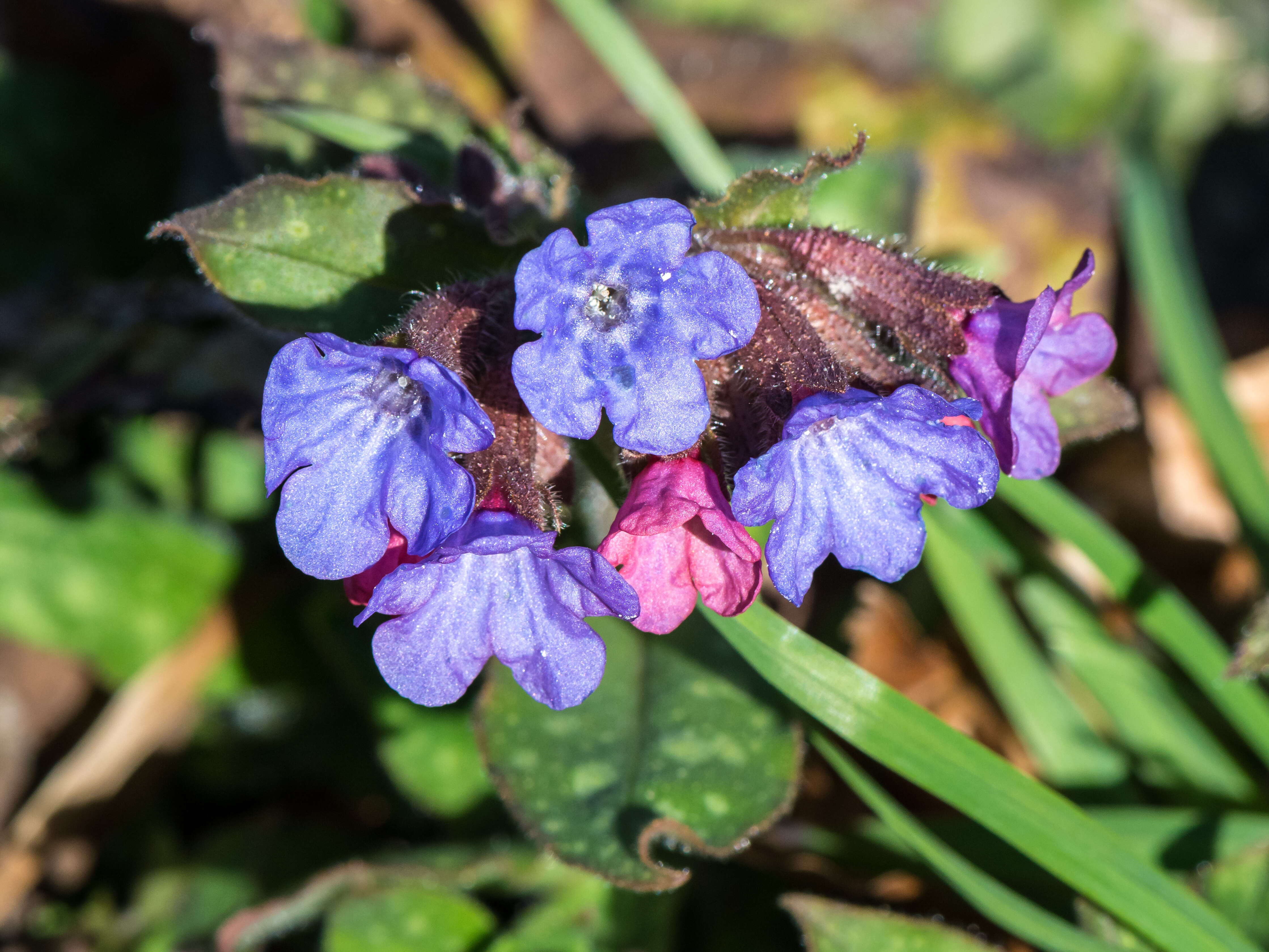 Image of Lungwort