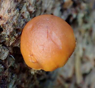 Imagem de Gymnopilus bellulus (Peck) Murrill 1917