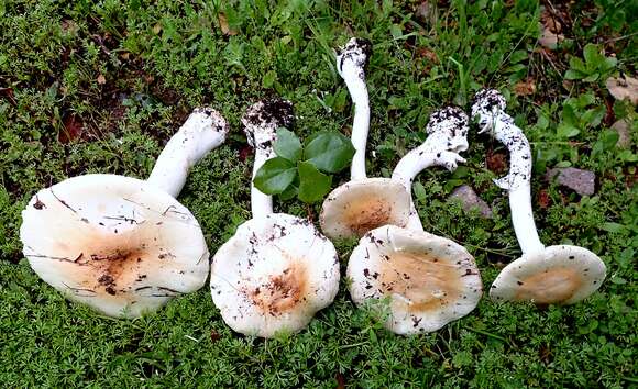 Image of Western North American Destroying Angel