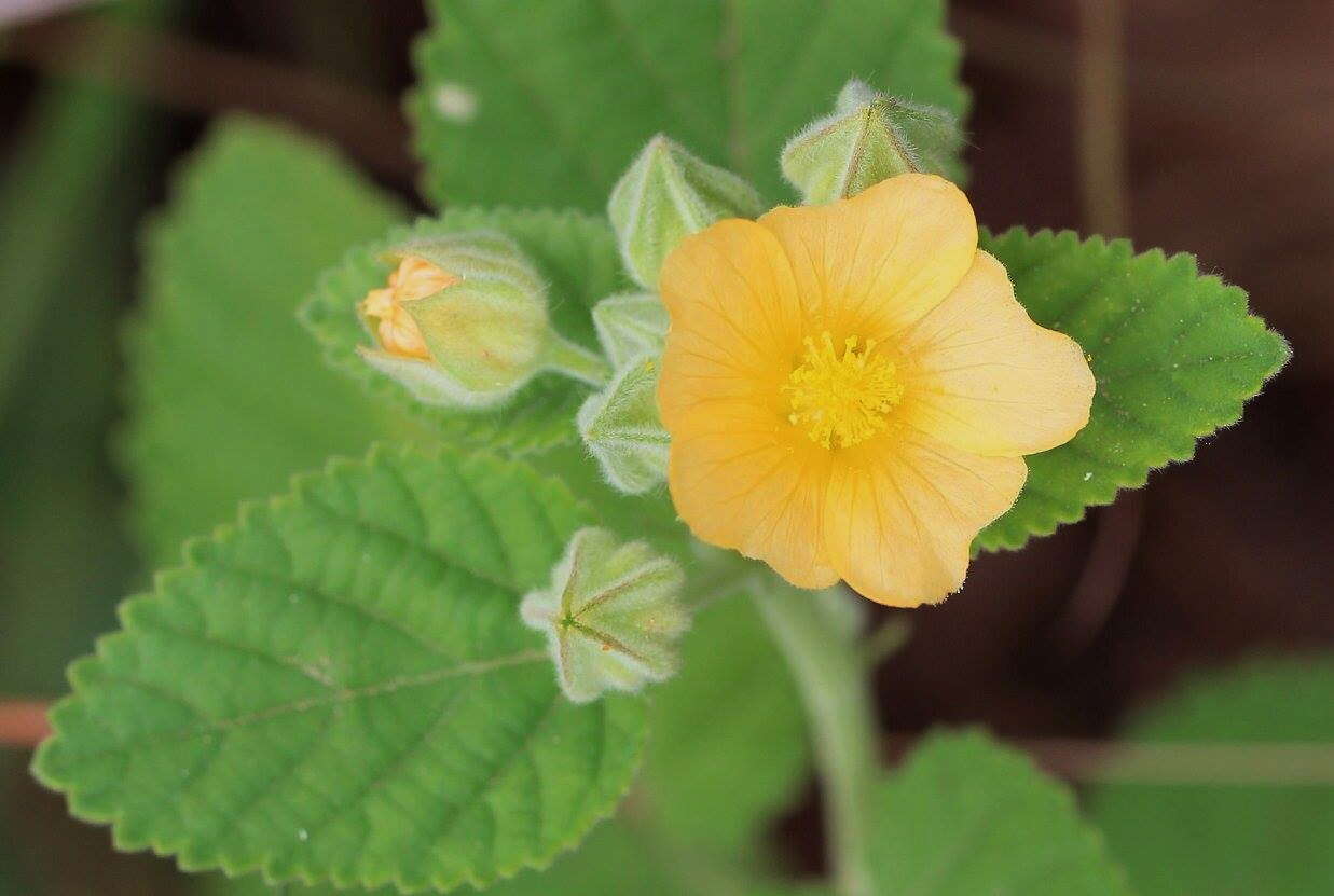 Image of country mallow