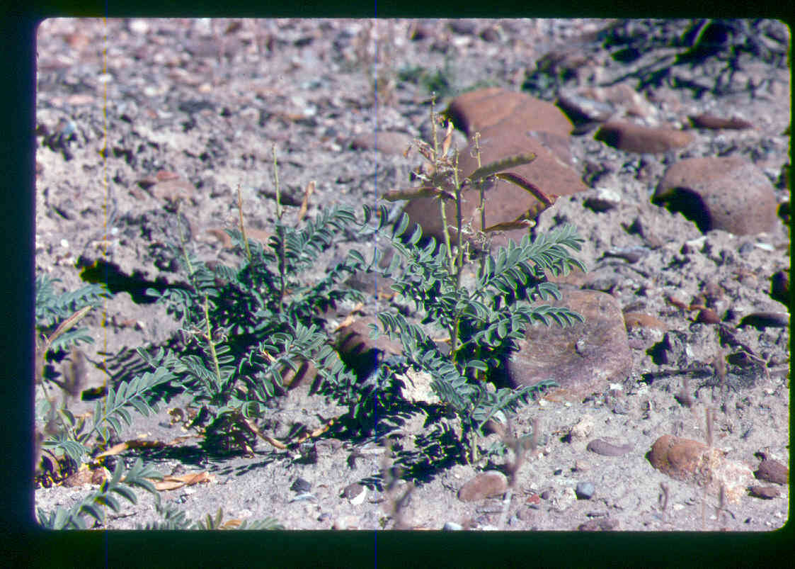 Слика од Peteria thompsoniae S. Watson