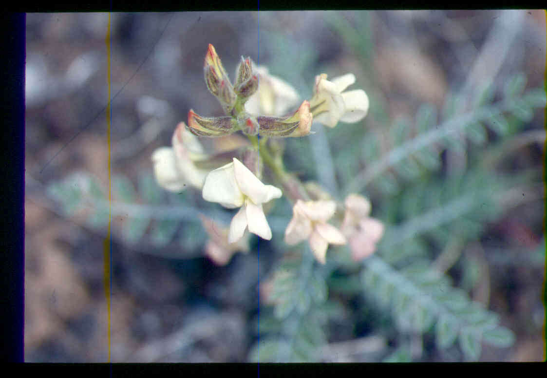 Image of Thompson's peteria