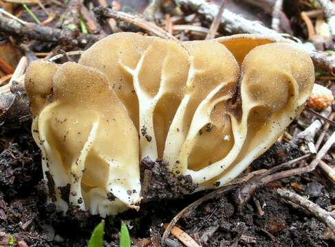 Image of cabbage leaf Helvella