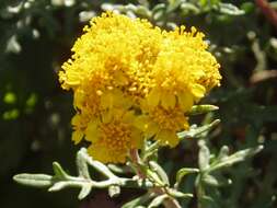 Image of seaside woolly sunflower