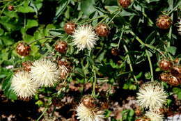 Centaurea tauromenitana Guss.的圖片