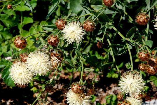 Image of Centaurea tauromenitana Guss.