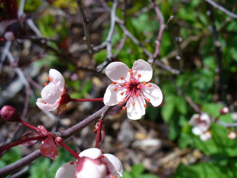 Image of Prunus × cistena