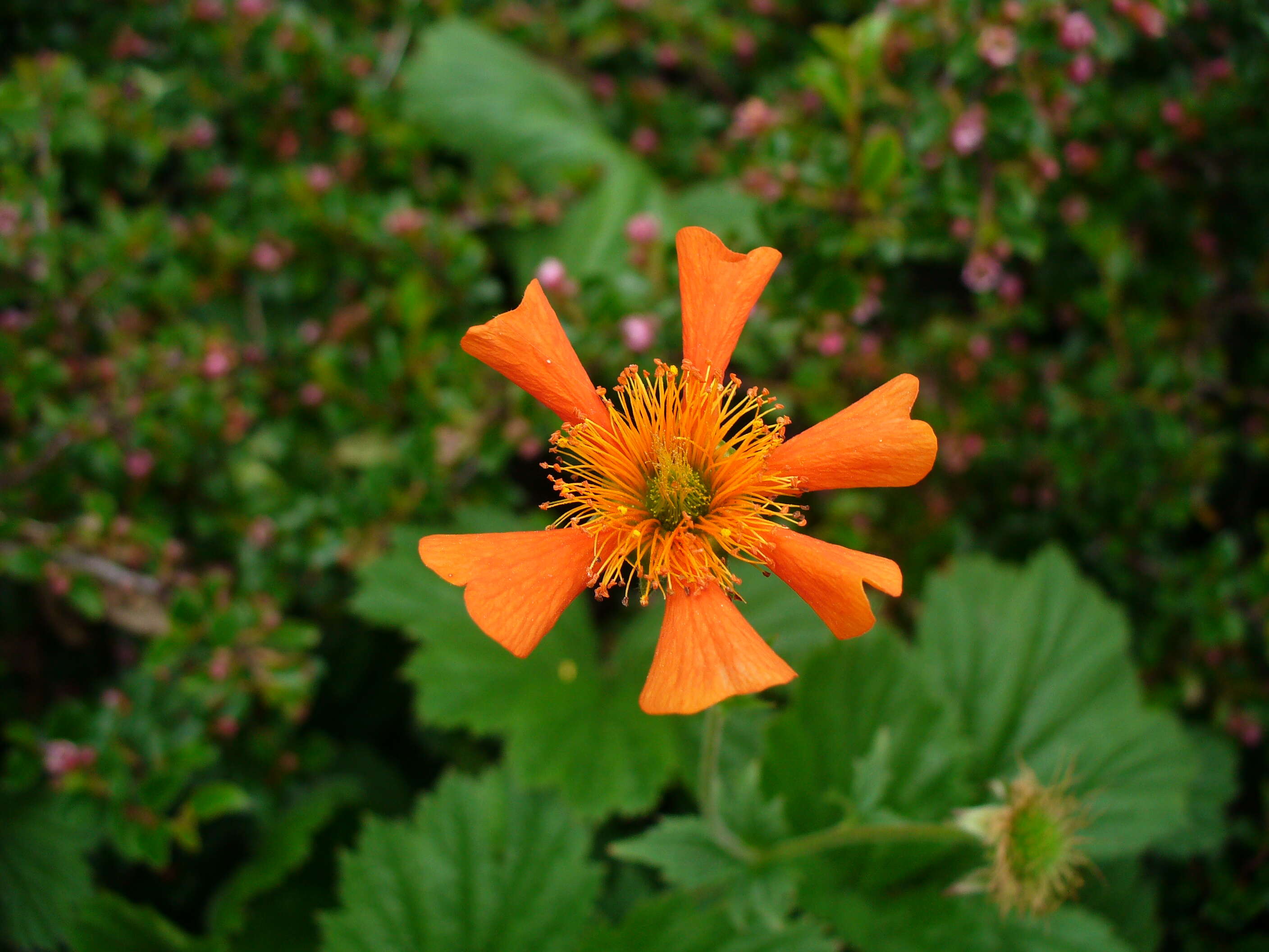 Image of Geum coccineum Sibth. & Sm.