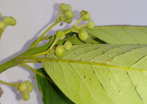 Image of Indian laurel