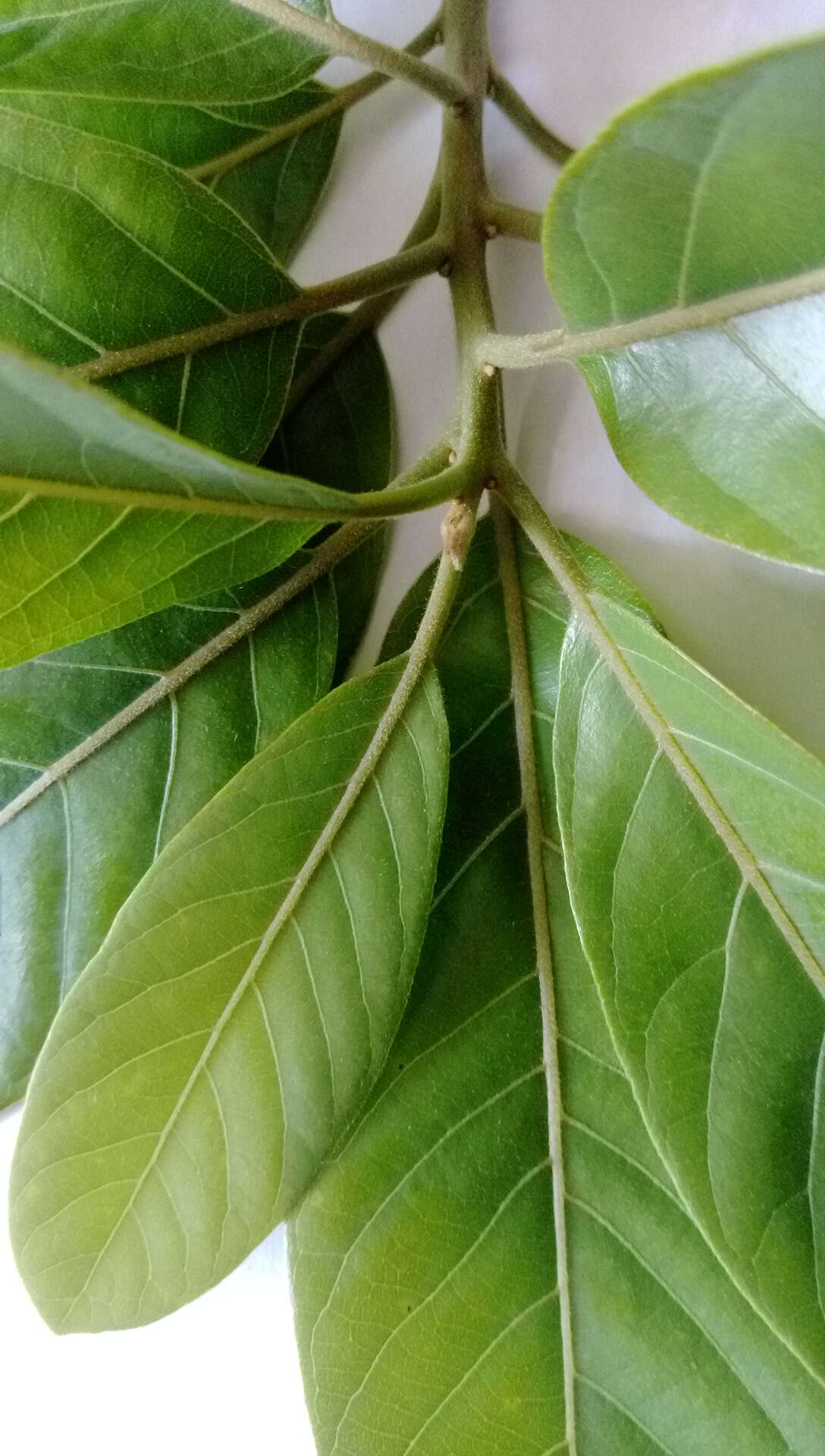 Image of Indian laurel