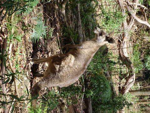 Image of kangaroo