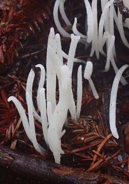 Image of Fairy fingers