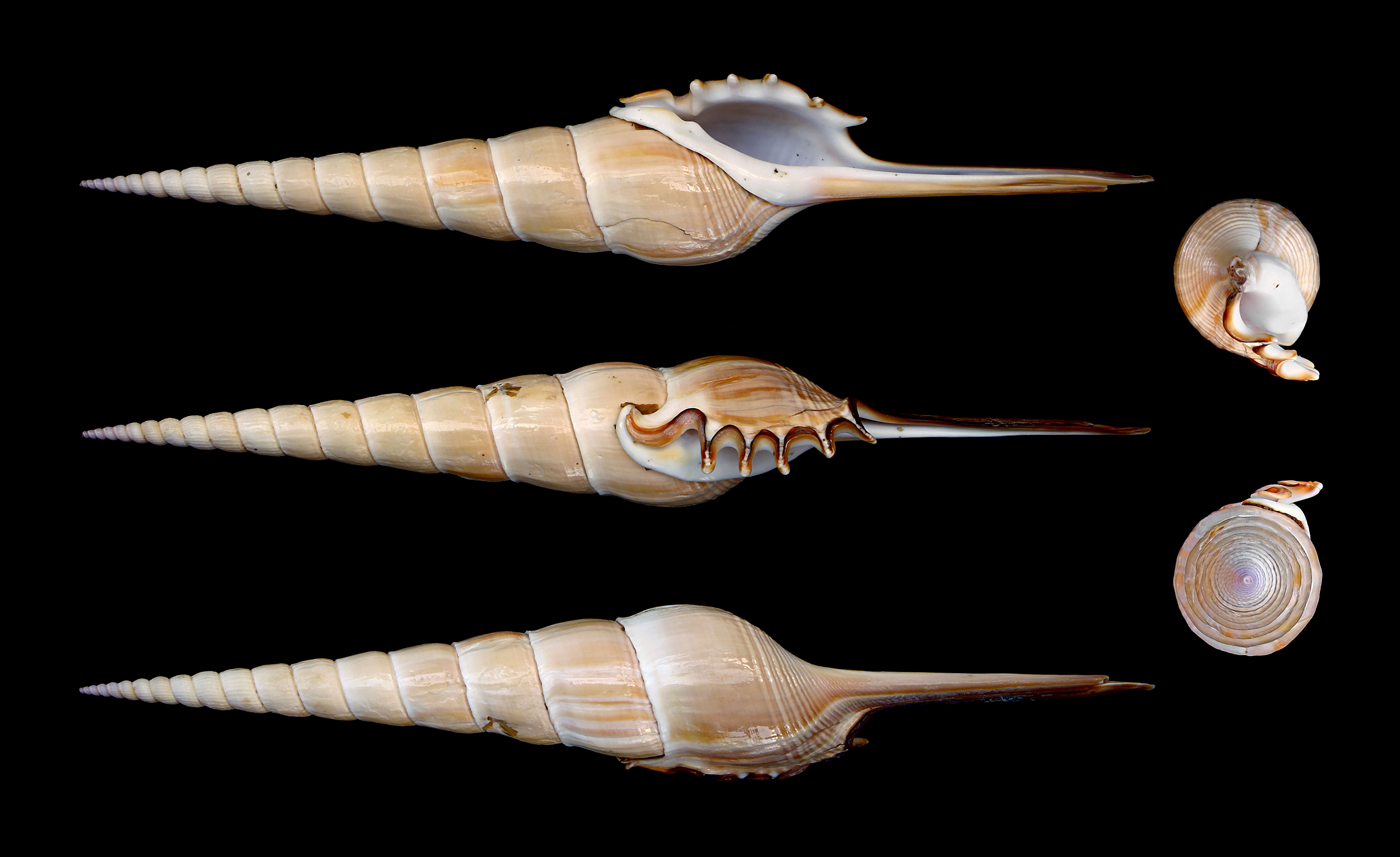 Tibia fusus (Linnaeus 1758) resmi