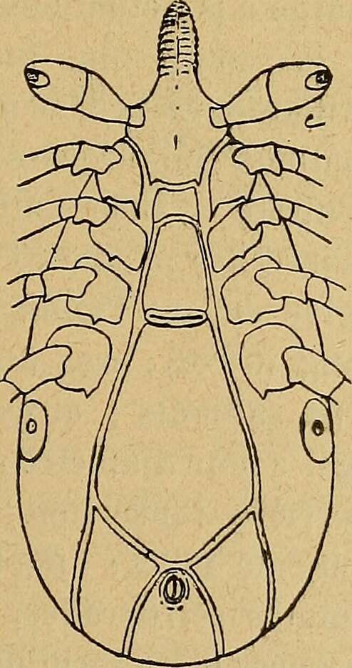 Image of Ixodes Latreille 1795