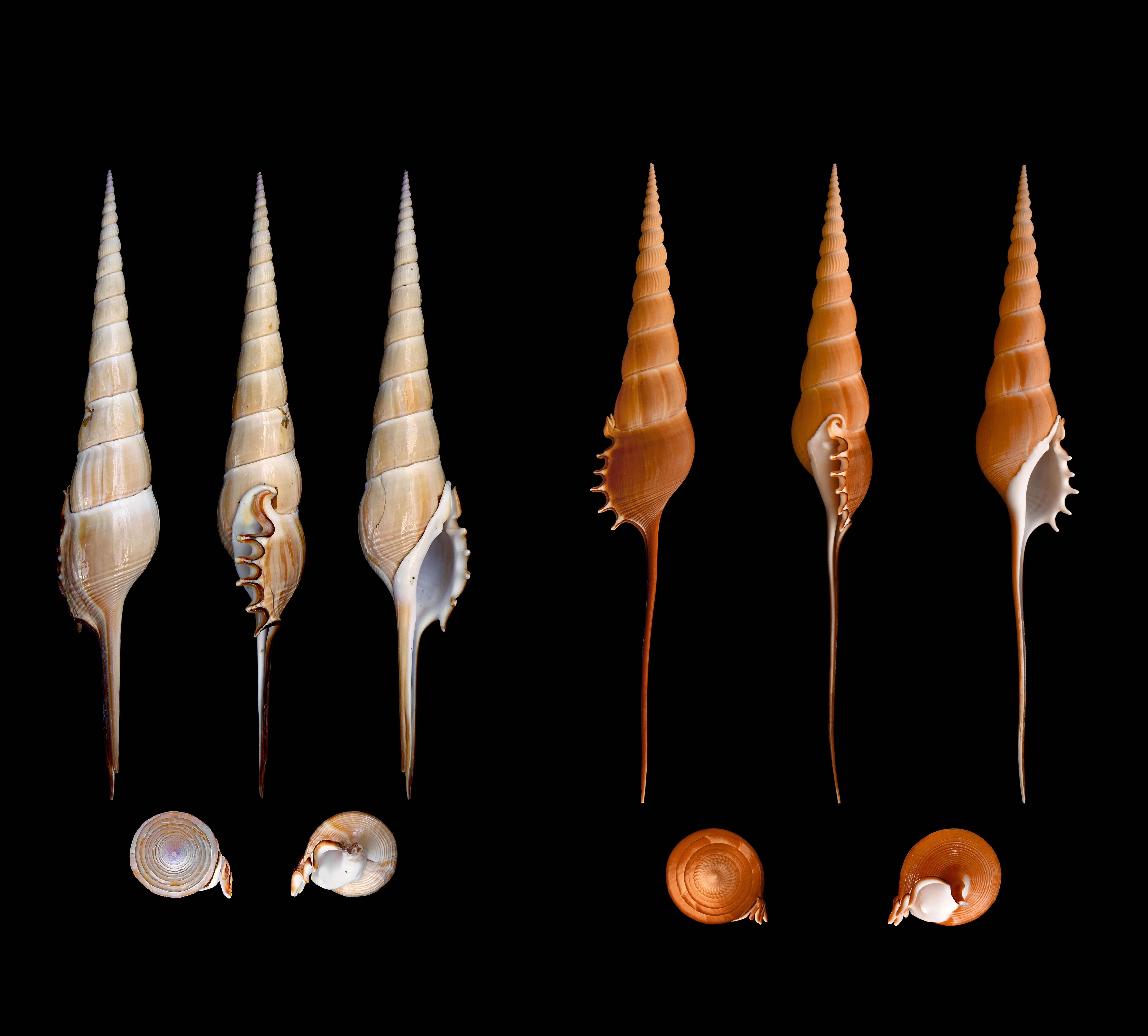 Tibia fusus (Linnaeus 1758) resmi