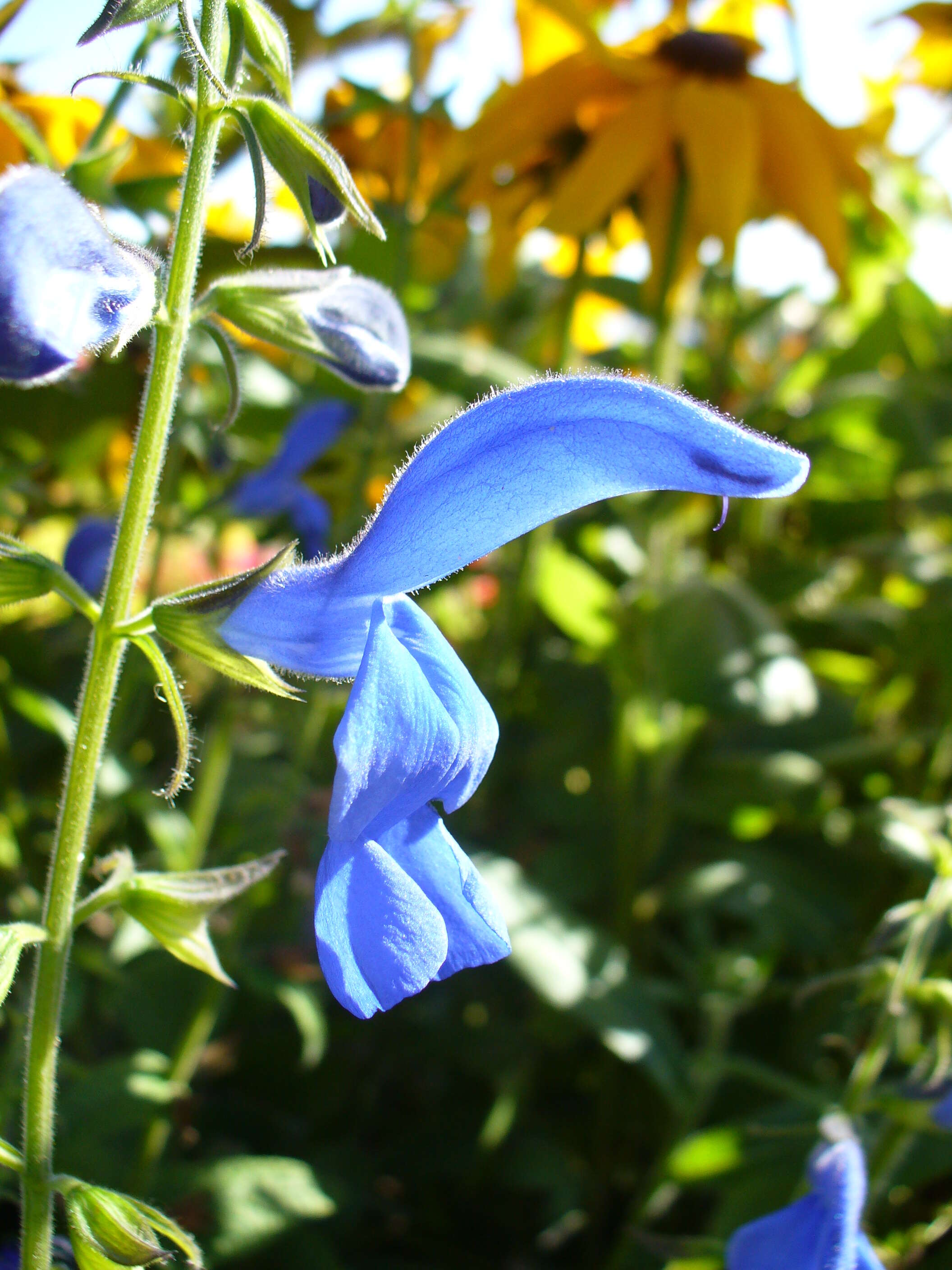 Imagem de Salvia patens Cav.