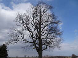 Image of Tulip tree