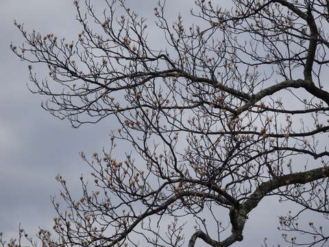 Image of Tulip tree