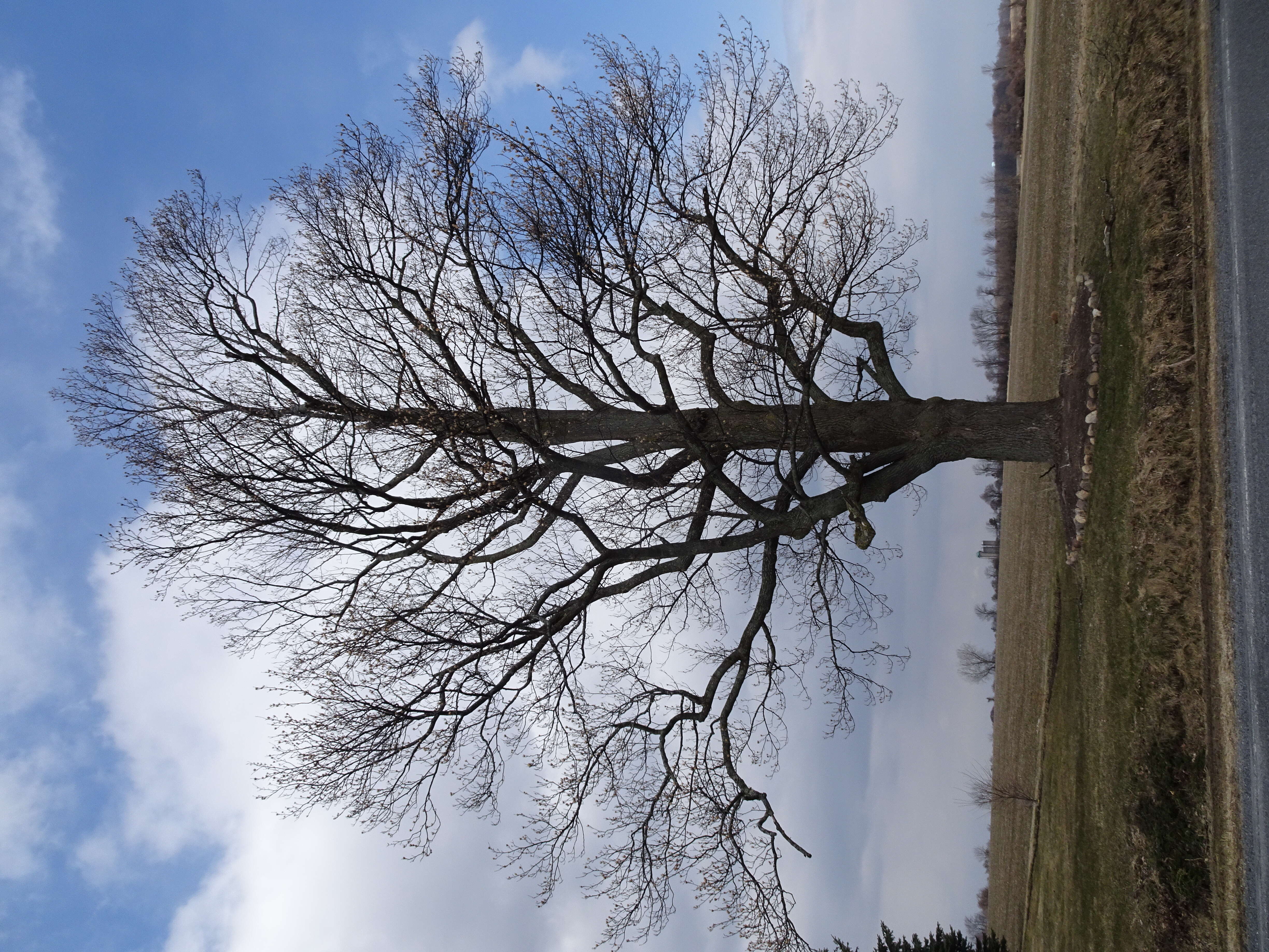 Image of Tulip tree