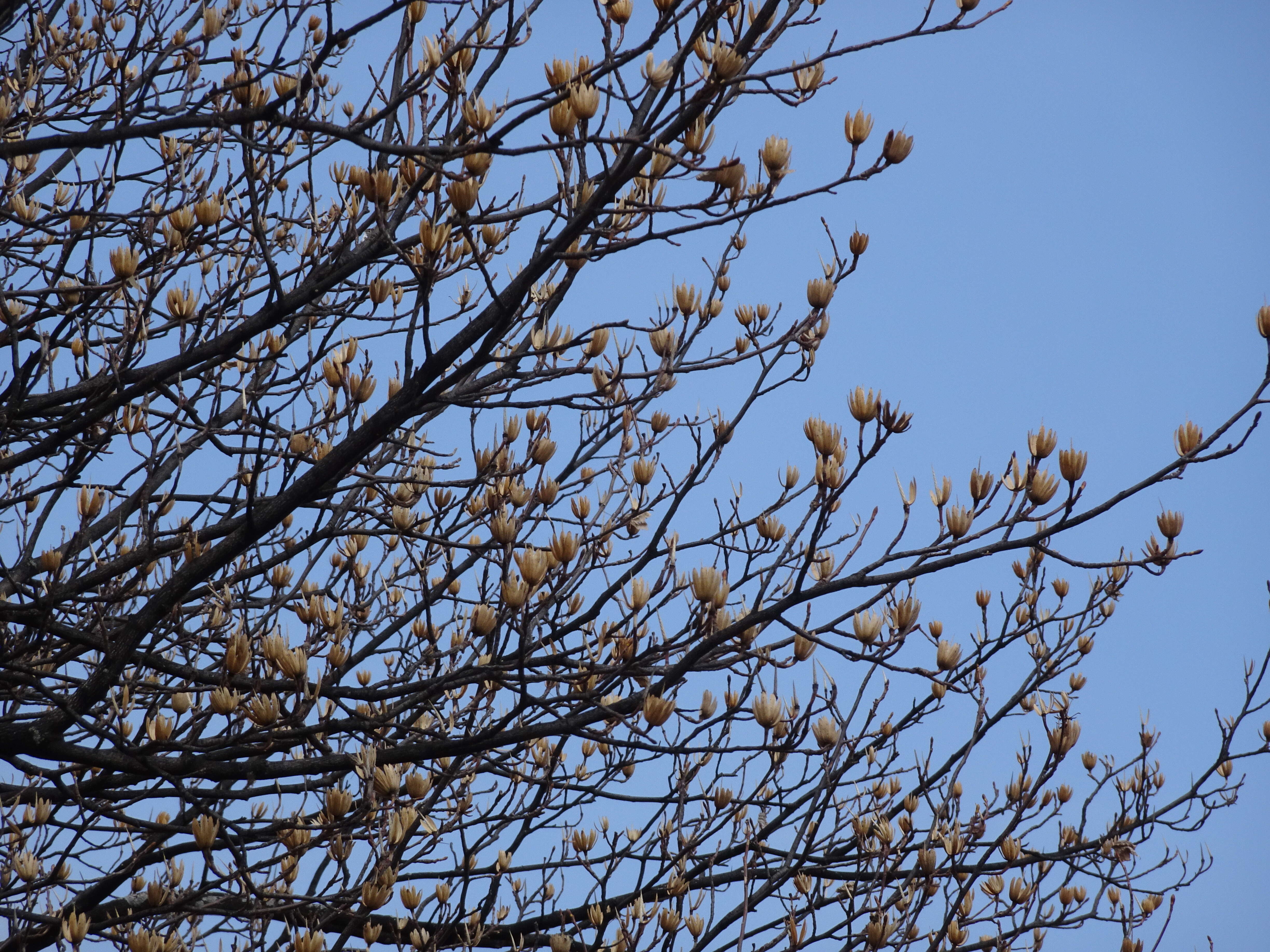 Image of Tulip tree