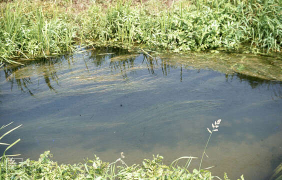 Image of Small Pondweed