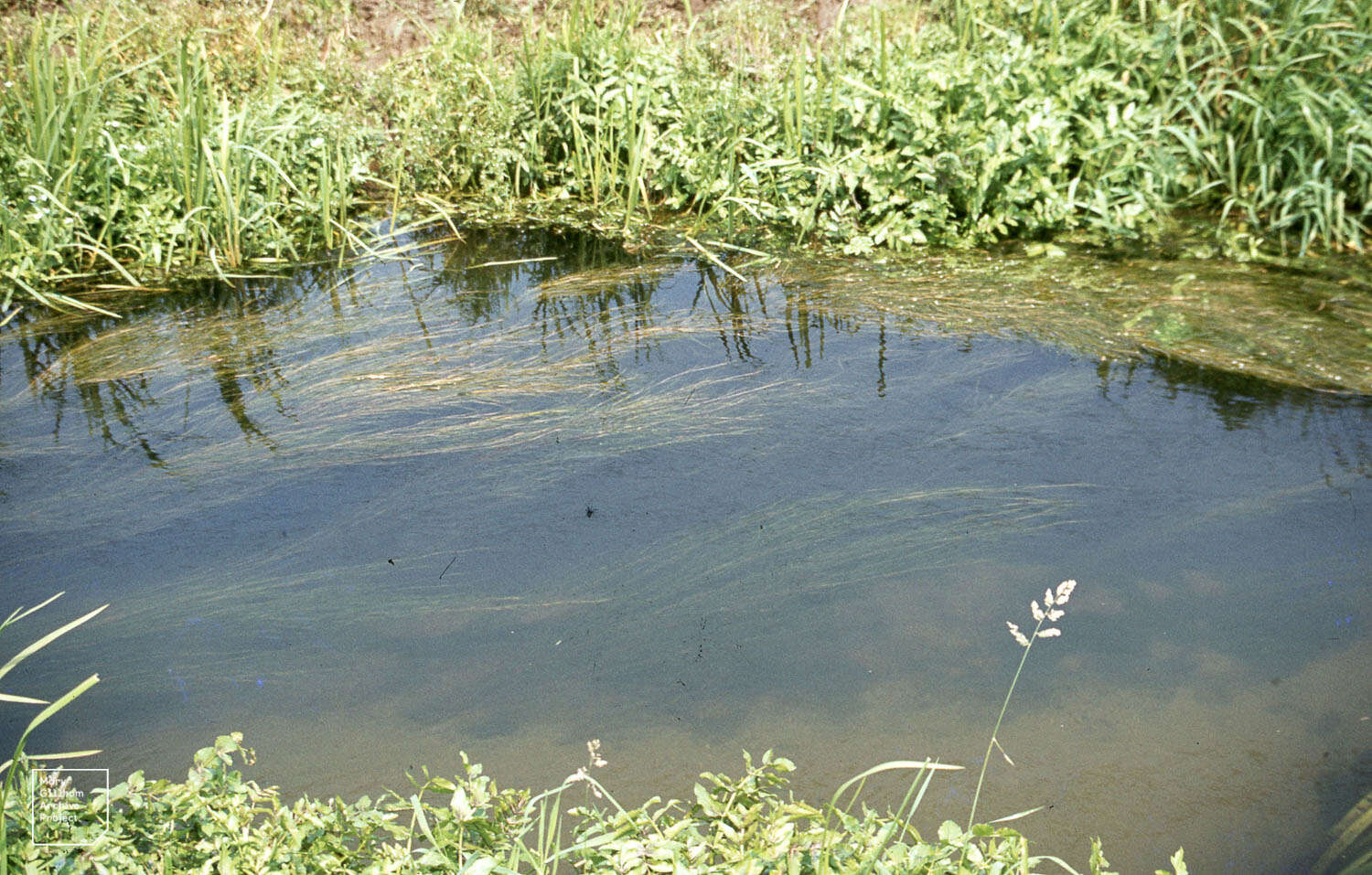 Image of Small Pondweed