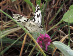 Imagem de Melanargia titea Klug 1832