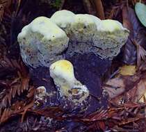 Image de Polypore éponge