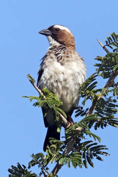 Image of sparrow-weaver