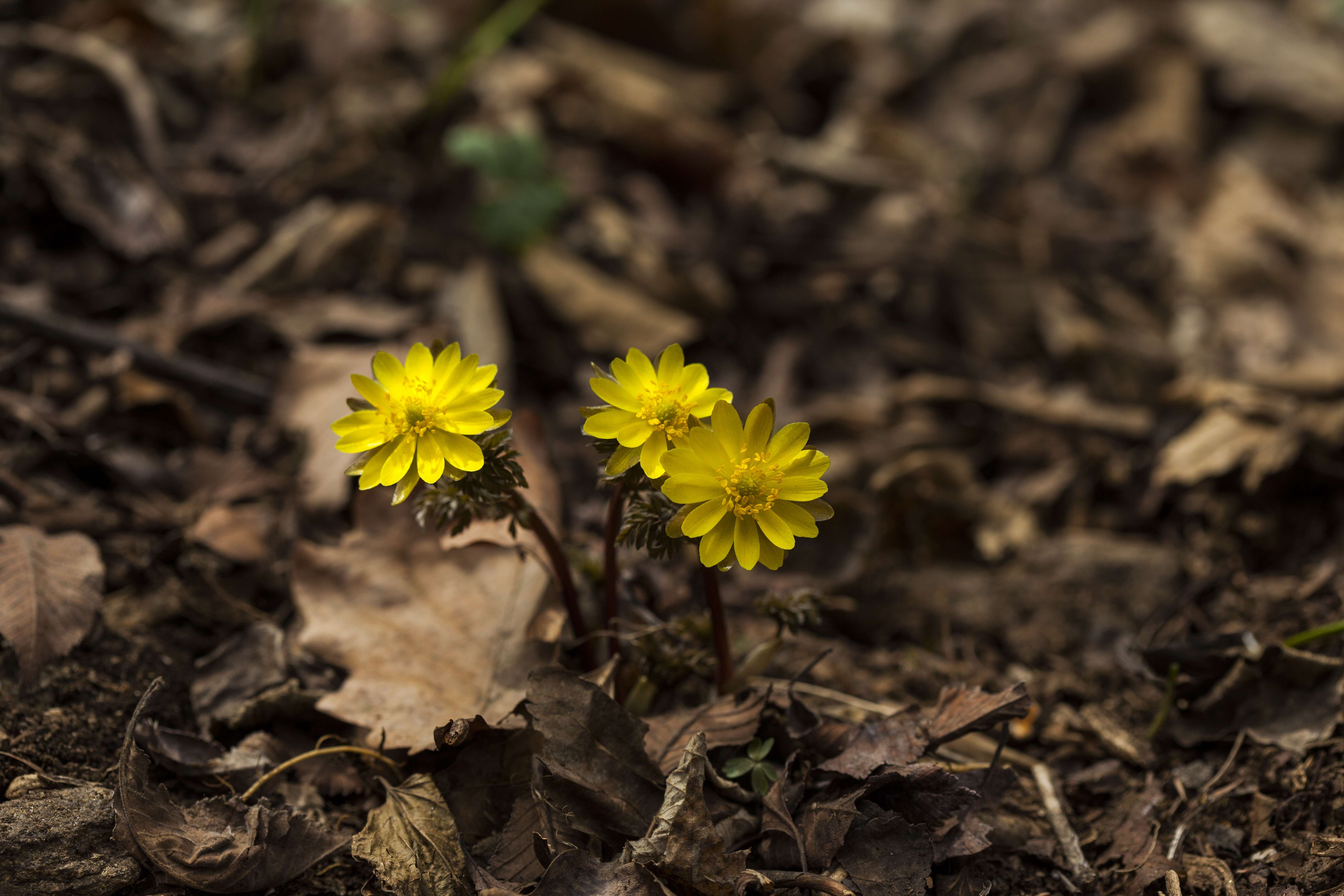 Image of Amur adonis