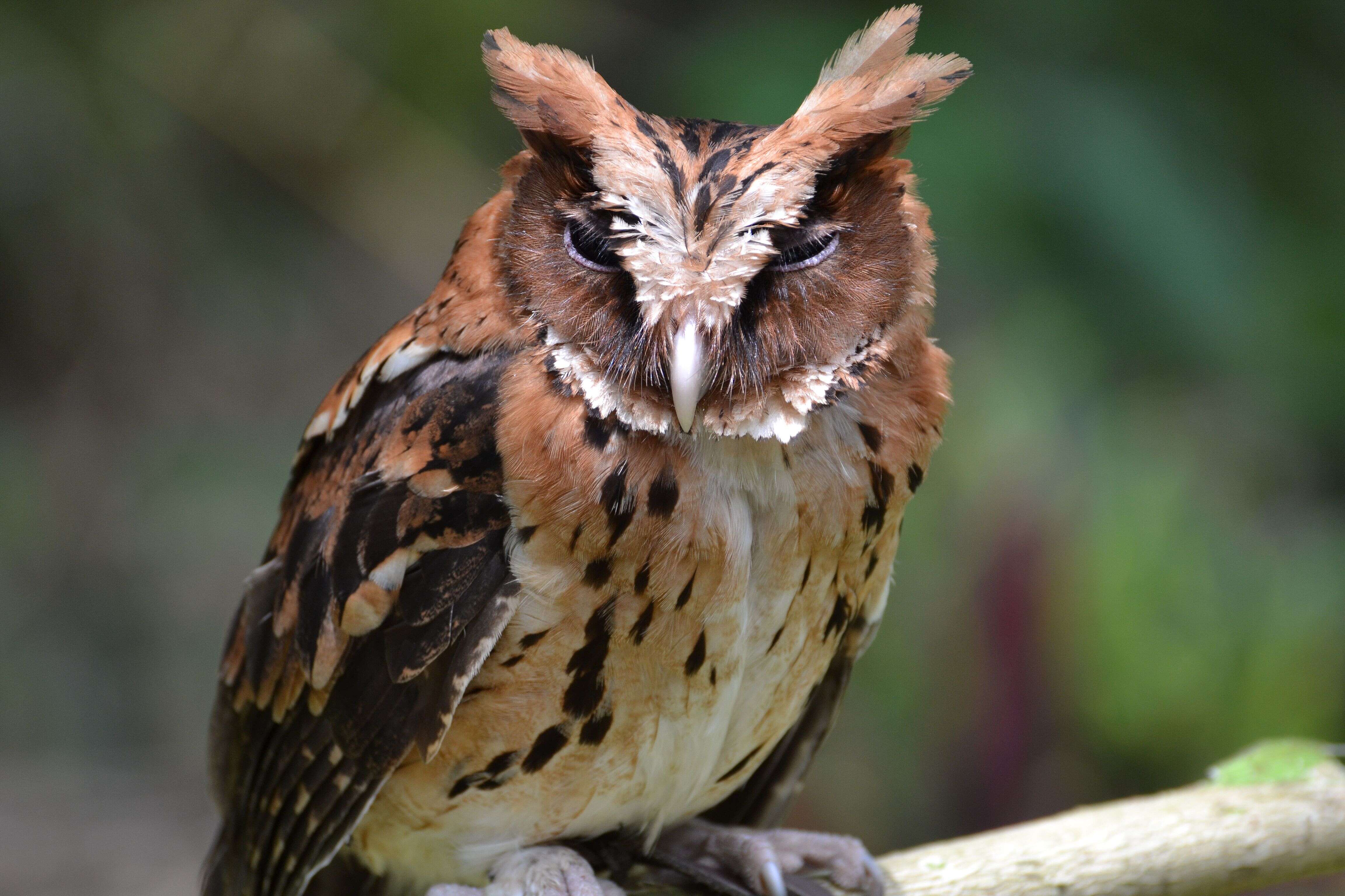 Image of Giant Scops Owl