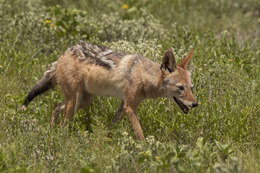 Image of Black-backed Jackal