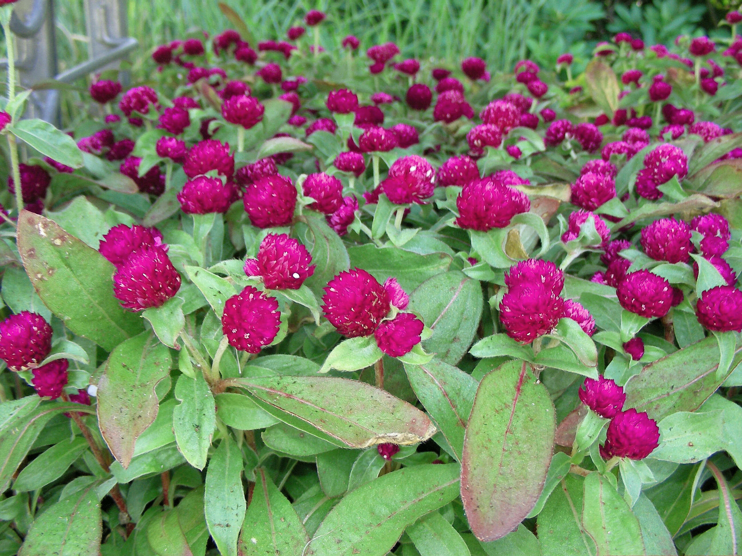 Image of Globe Amaranth